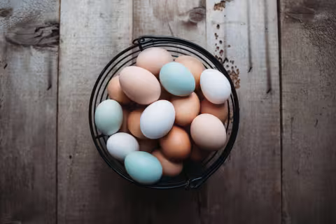 D'où vient la couleur des oeufs ?